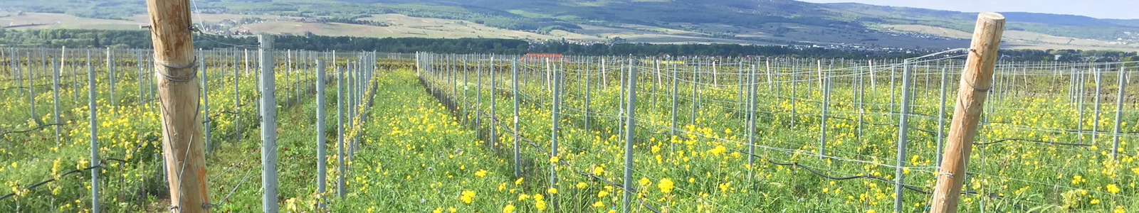 Weinreben im Frühjahr mit gelben Blumen in den Zeilen © Dienstleistungszentren Ländlicher Raum